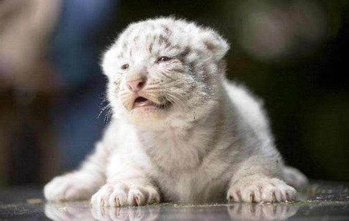 Two white tiger cubs die of viral infection at Lahore zoo