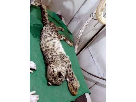 Snow leopard who fell from Chitral hill succumbs to injuries