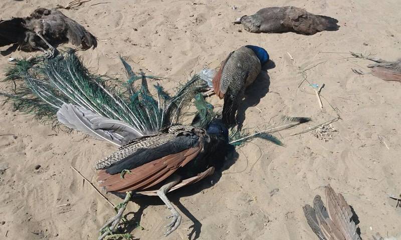 Over 100 peacocks die of 'Rani Khait' in Tharparkar
