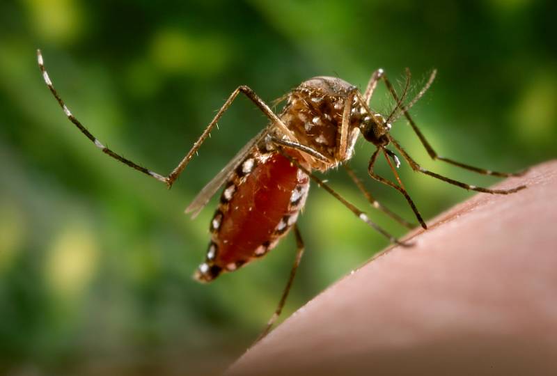 First dengue virus case of 2021 registered in Rawalpindi
