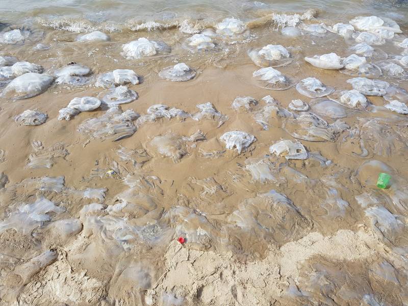 Wildlife-Pakistan clueless as hundreds of dead Jelly Fish wash ashore in Balochistan