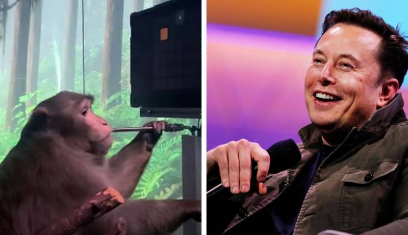 WATCH – Monkey plays video game with its mind using Elon Musk’s implant