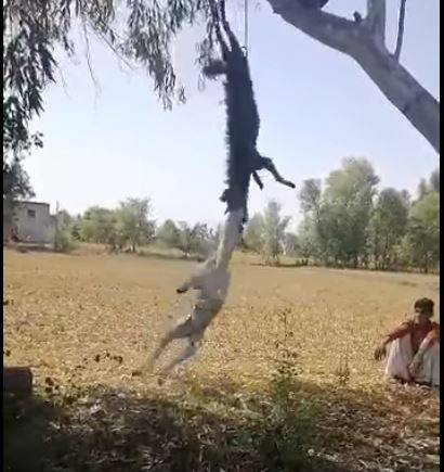 Dog mauls jackal tied to tree by Punjab villagers (Graphic Video)