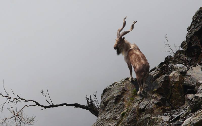 Tourist booked for shooting Markhor in Chitral (VIDEO)