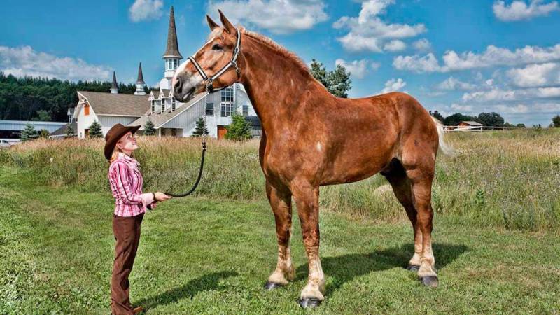 Big Jake – World's tallest horse dies aged 20