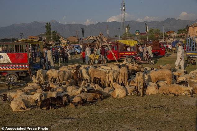 Eid al-Adha 2021 – Officials in Indian Occupied Kashmir say no ban on animal sacrifice