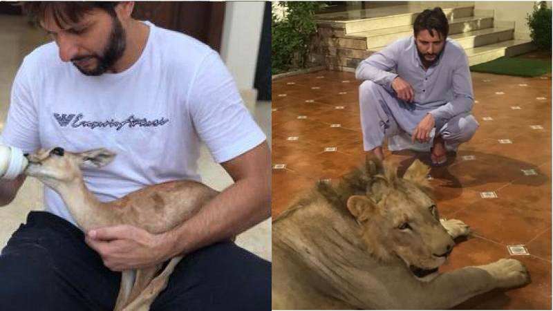 Authorities remove animals from Afridi's house over neighbour's complaints