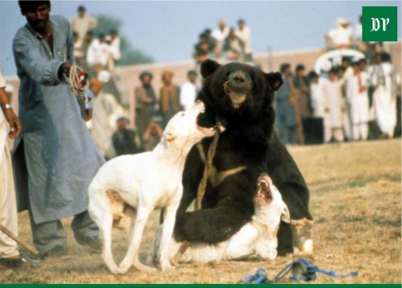 Punjab bans animal baiting, hunting with dogs to protect wildlife