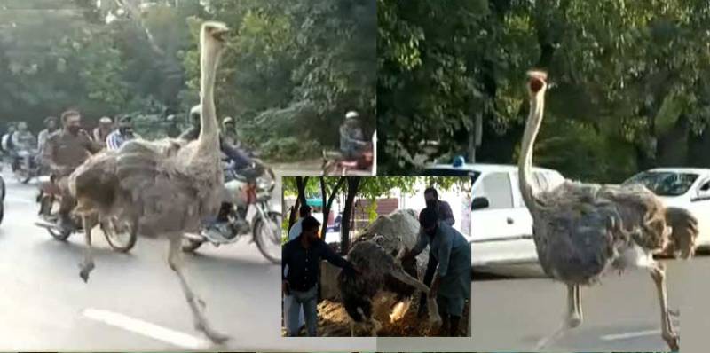 Ostrich on the loose in Lahore captured, dies from choking (VIDEO)