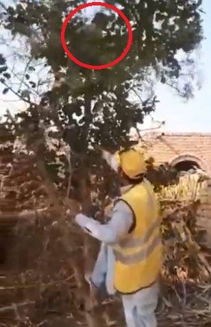 Boy climbs tree to escape anti-measles jab in Punjab (VIDEO)