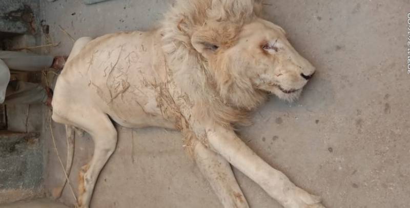 Karachi Zoo director removed after rare white lion dies of negligence