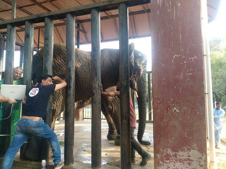 Experts arrive in Karachi to examine health of four African elephants