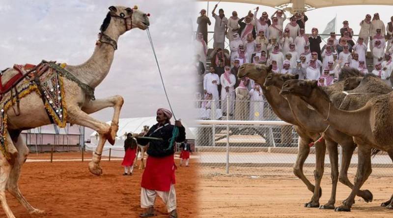 Pakistani camels shine at world’s largest camel festival in Saudi Arabia