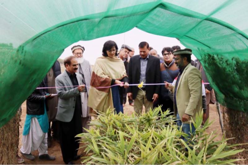 First ever ginger harvest in Pakistan agriculture inaugurated