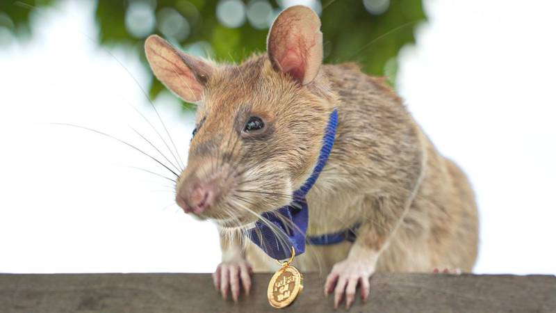 Cambodia’s ‘hero rat’ Magawa, who hunted hundred landmines, dies aged 8