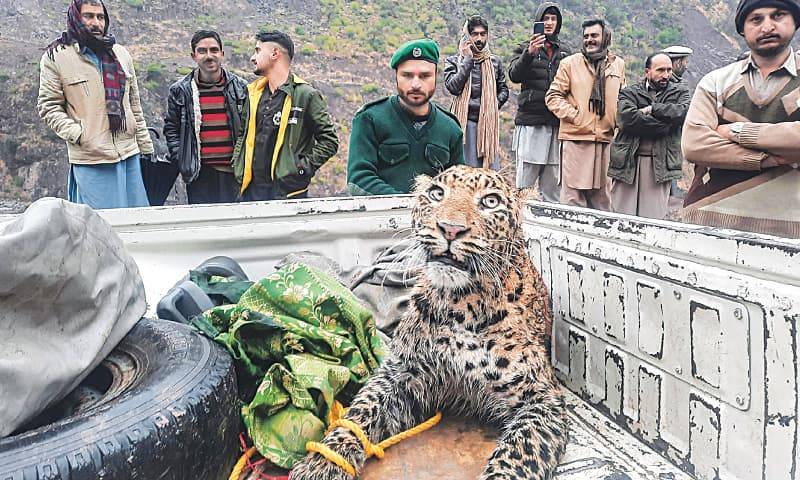 Injured leopard dies a day after being rescued from AJK’s Neelam River