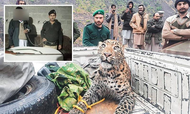 Alleged poacher held for shooting down leopard in AJK