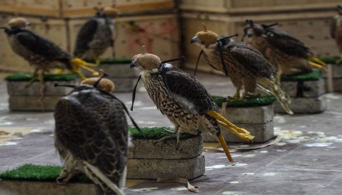 70 endangered falcons die in custody of Karachi Customs