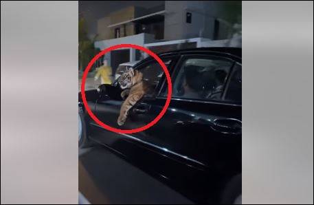 Karachi man takes ‘pet’ tiger to a ride in viral video
