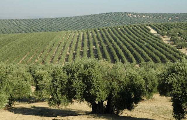 Imran Khan’s billion tree project triggers olive revolution in Pakistan