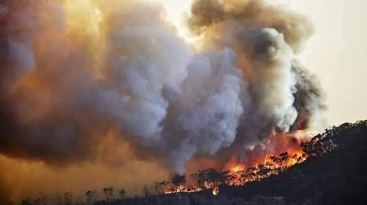 Massive fire in world’s largest pine nut forest in Pakistan leaves three dead