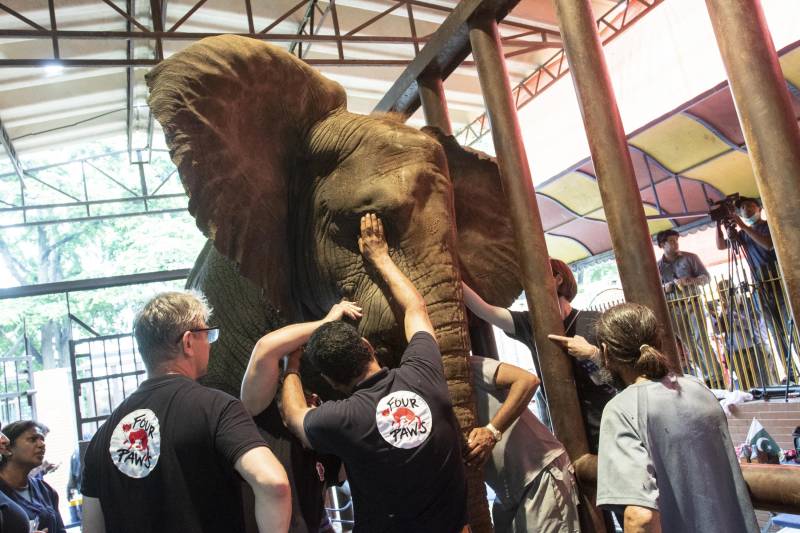 German vets perform surgery to rid Pakistani elephant of tooth infection, pain