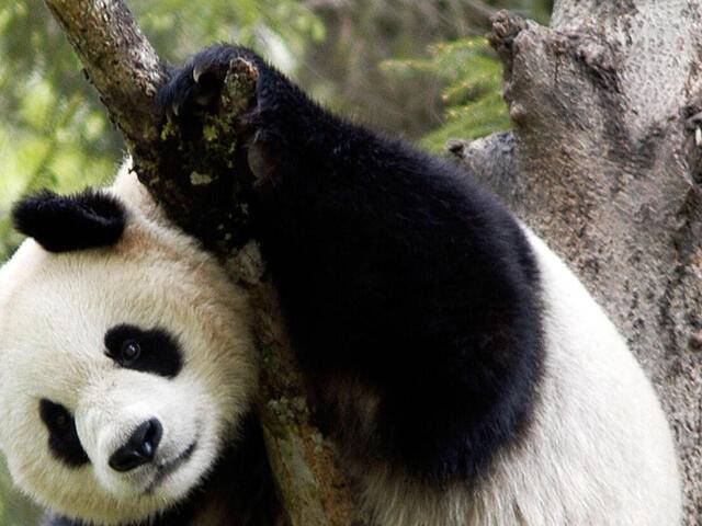 Watch: World’s heaviest baby panda born in China