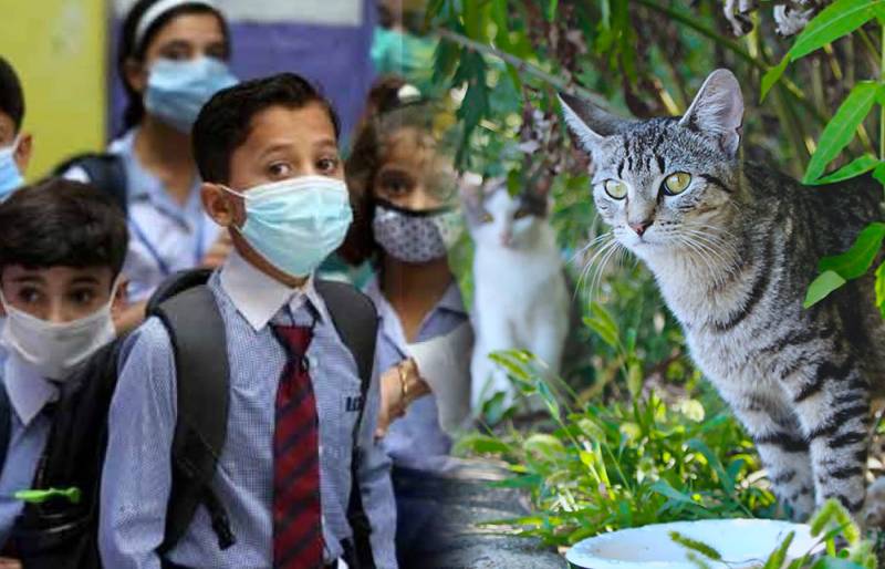 Pakistan to teach animal welfare and rights at schools for the first time
