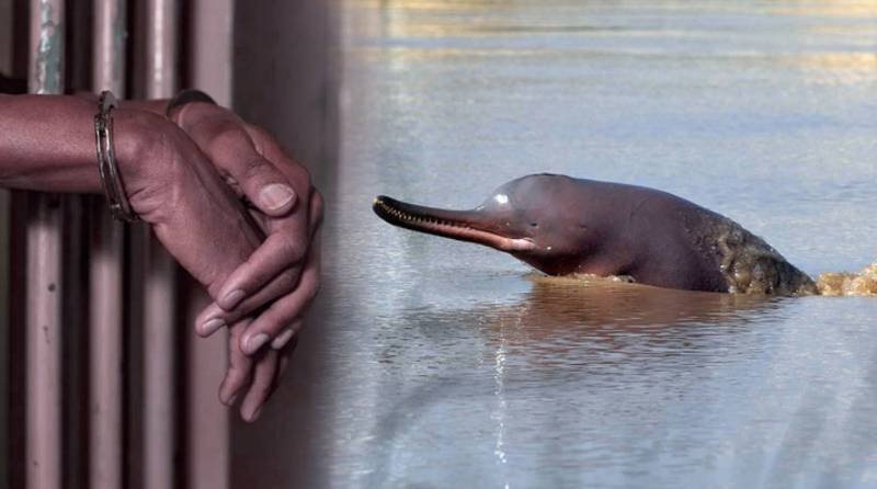 Pakistani man gets 5 years in prison for killing rare blind dolphin