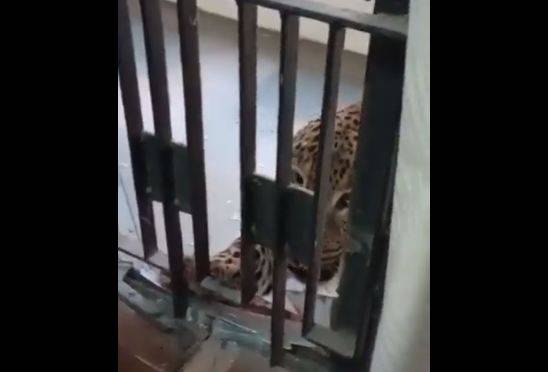 Several injured in leopard attack at district courts in northern India