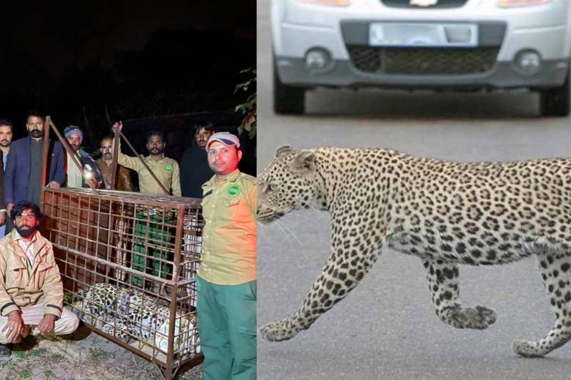 Pakistani social media users slam Islamabad resident for keeping leopard in DHA