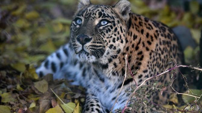 Leopard that injured three people in Islamabad came from wild, IWMB tells Senate