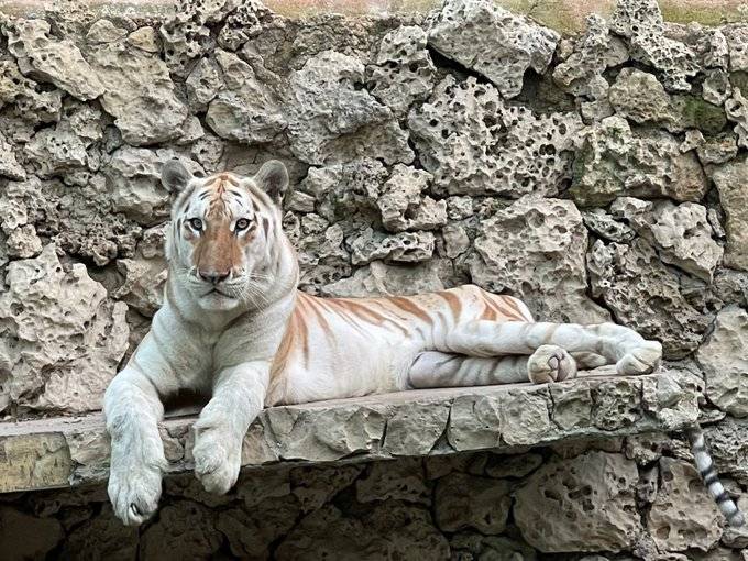 Golden Tabby tiger found dead at Karachi Zoo
