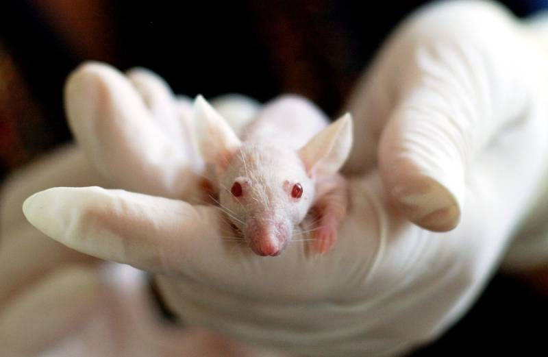 Scientists produce mice with cells from two males in a major breakthrough