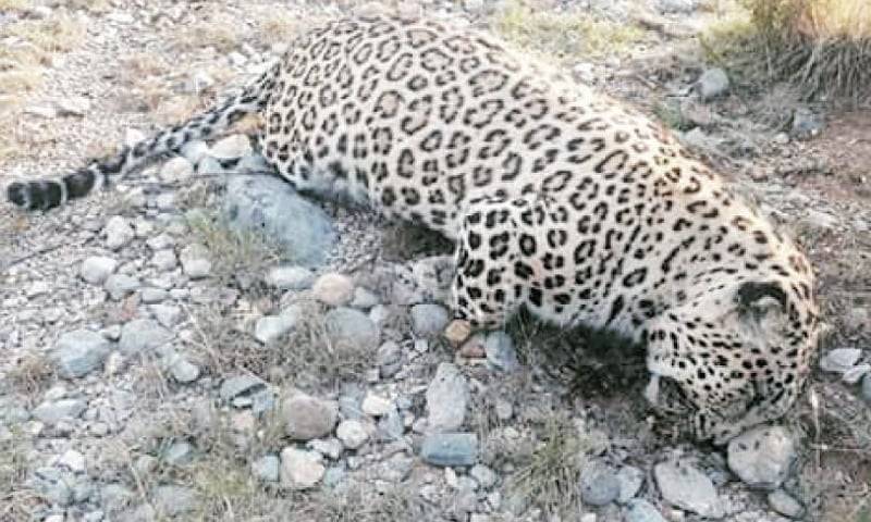 Rare leopard dies of poisoning in Landikotal