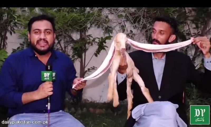 Pakistani goat with the longest ears in the world dies