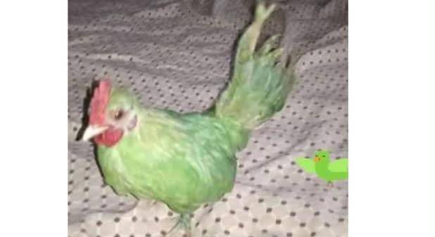 Hen or Parrot: Karachi man's failed attempt to sell on OLX 