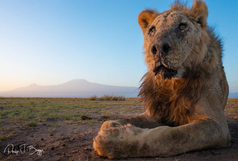 World's 'one of the oldest' wild lions killed in Kenya