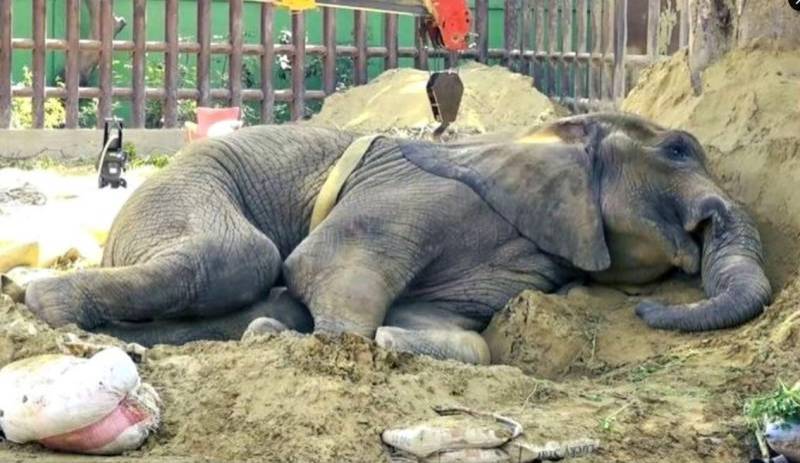 Karachi Zoo elephant 'Noor Jehan' died from blood parasite, postmortem report reveals