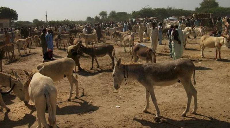 Pakistan sees spike in population of donkeys