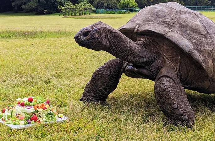 World's oldest living land animal celebrates 191st birthday