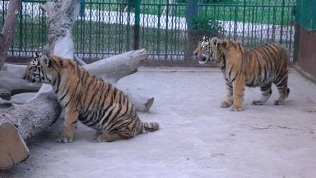 Tigers maul man to death inside Bahawalpur zoo