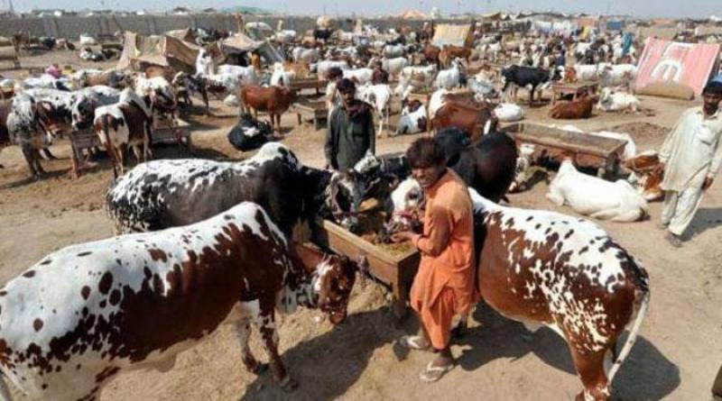 Punjab bans slaughtering useful female cattle