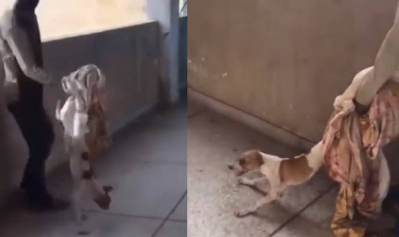 Internet horrified by disturbing video showing dog thrown off building in Karachi 