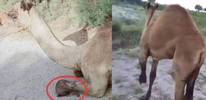 Sindh landlord chops off camel's leg for gazing in his field (VIDEO)