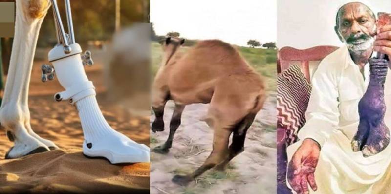 Sindh govt assures funding for prosthetic leg for Sanghar camel