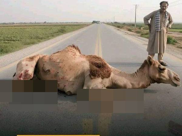 Another mutilated camel found dead in Sindh amid outrage over animal cruelty