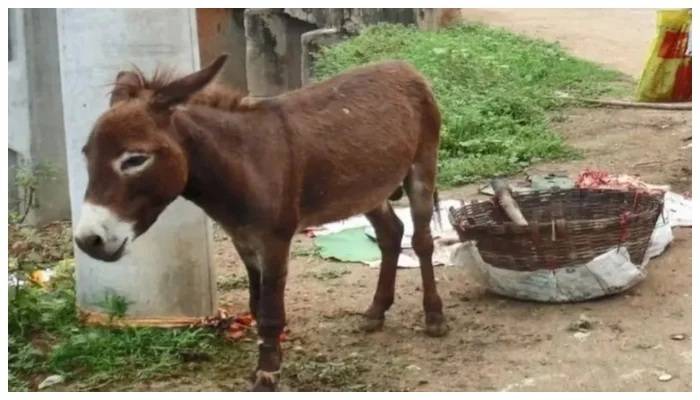 Pregnant donkey shot dead after its owner cuts tree in Rawalpindi