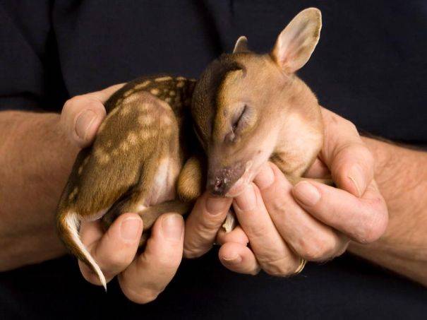 10 Baby Animals: So adorable they don't even look real