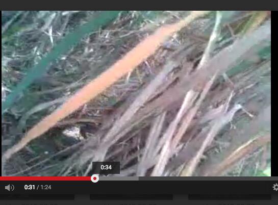 Videos show the abuse taking place was filmed in village fields as well as abandoned houses